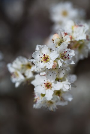 White Lux Blossom